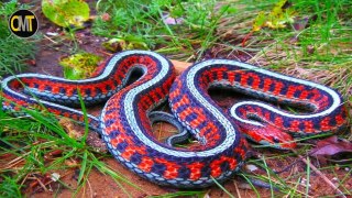 10 Serpentes Exóticas Que São Únicas No Mundo