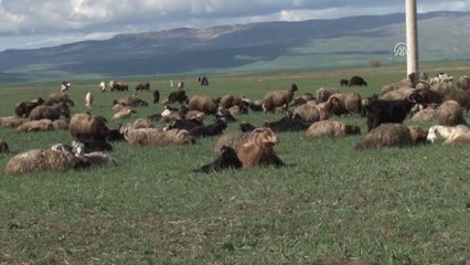 Besicilerin "Çoban" Sıkıntısı