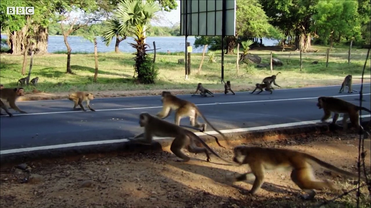 Macaque War: Battlefield | BBC Earth
