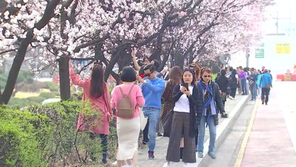 [날씨] 서울 벚꽃 오늘 개화...작년보다 4일 빨라 / YTN