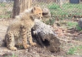 4-Month-Old Cheetah Cubs Start to Explore Their Outdoor Habitat at Saint Louis Zoo
