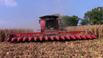 Two Case IH 9240 Combines with 4416 16 row Corn Heads