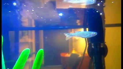 Everything about Danio Fish - [Types-Caring-Breeding-Feeding]