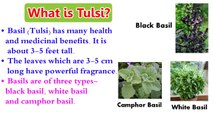 Benefits Of Tulsi - Basil Health Benefits - How to Be Healthy - Health Tips In English