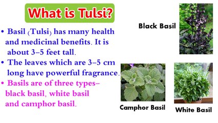 Benefits Of Tulsi - Basil Health Benefits - How to Be Healthy - Health Tips In English