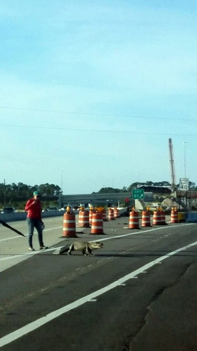 Gator Crosses Highway