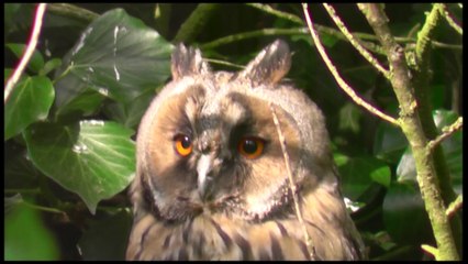 Vivre avec les oiseaux