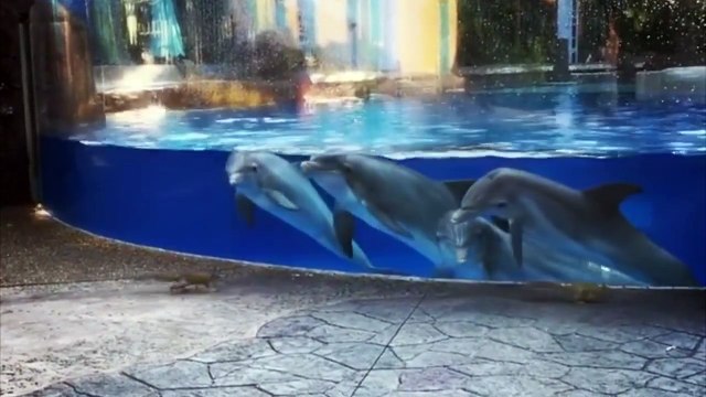 Следеће АУТОПЛЕЈ 4:16 FUNNIEST SQUIRREL VIDEOS World's Fuzziest Videos 112 хиљ. приказа 10:21 FORGET CATS! Funny KIDS vs ZOO ANIMALS are WAY FUNNIER! - TRY NOT TO LAUGH Tiger Productions 72 мил. приказа 3:12 Super Smart Dolphin Answers Questions | E