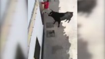 Fallece un hombre corneado por un toro en Arcos de la Frontera