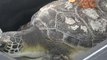 Florida Zoo Uses Honey to Treat Injured Sea Turtles