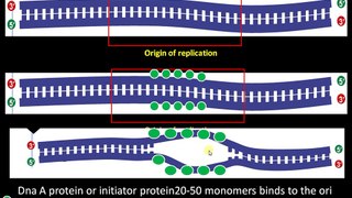 Enzymes and Proteins involved in DNA replication and their functions