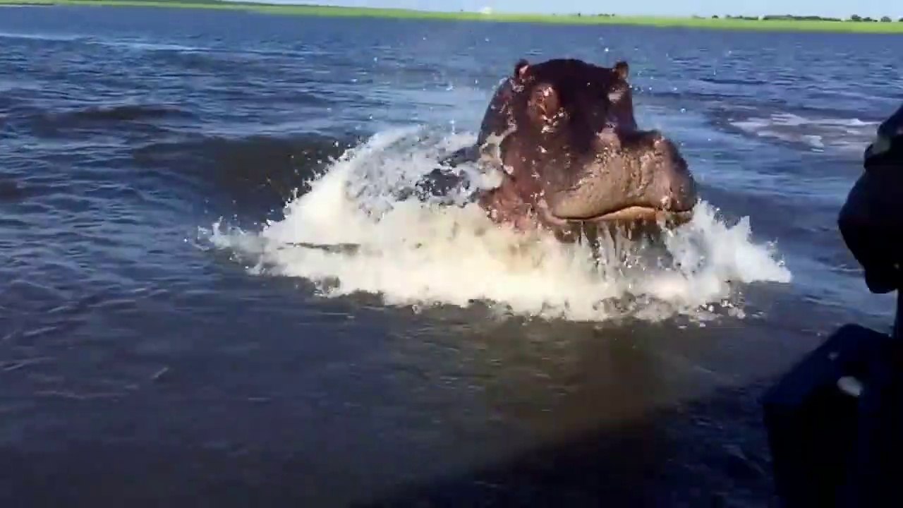 Un Hippopotame énervé charge un bateau