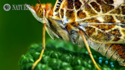 Vietsub-Englishsub Baby Caterpillar Hatches from Tiny Butterfly Egg