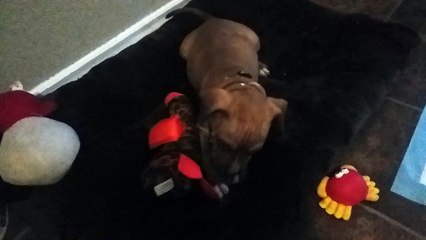 American PitBull Mix Bully