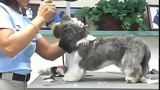 Super Styling Session Shih Tzu Grooming Tips