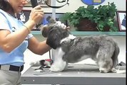 Super Styling Session Shih Tzu Grooming Tips