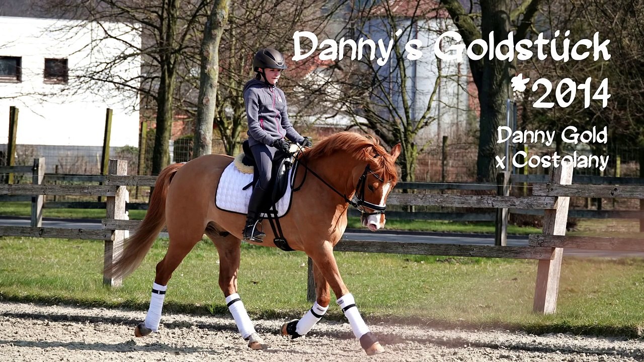Verkaufspony - danny's goldstück - deutsches reitpony