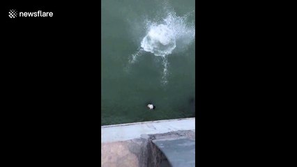 Man rescues woman who jumped off bridge in suicide attempt