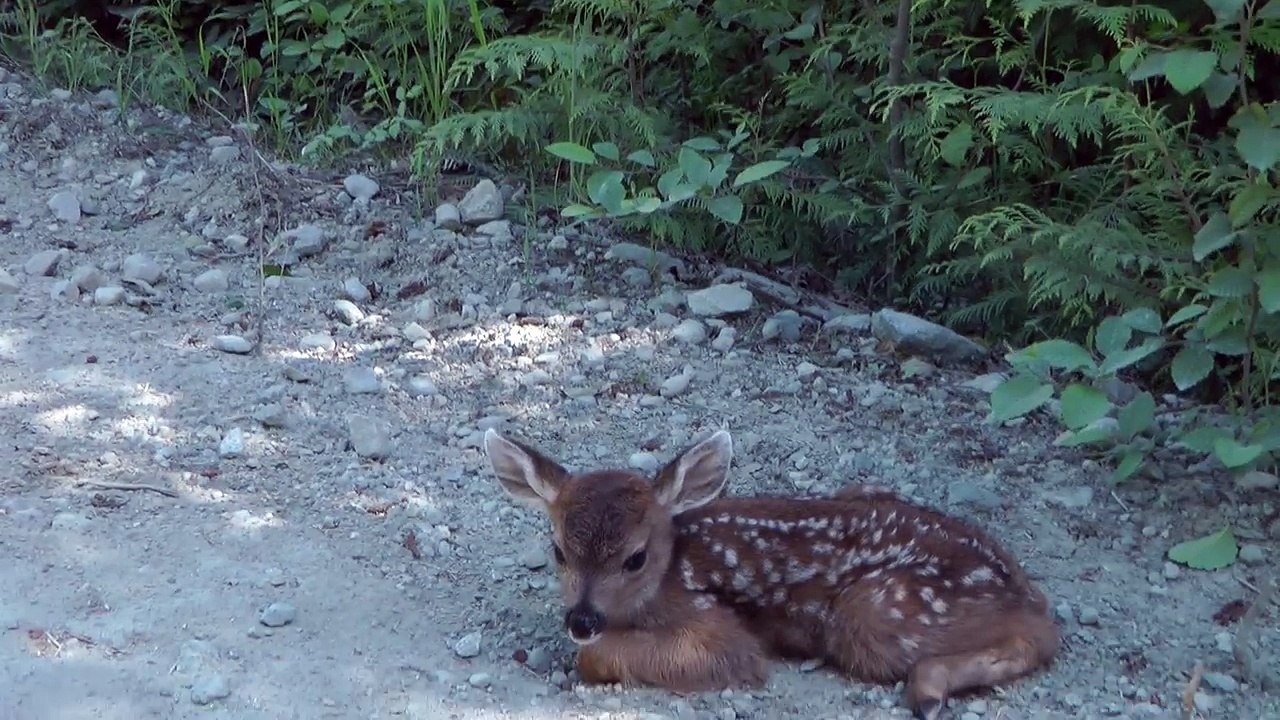 Zaustavio je kamion jer je mislio da je lane povrijeđeno! Kad mu je prišao, uslijedilo je IZNENAĐENJE!