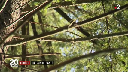 Balades en forêt : qu'est-ce que la sylvothérapie ?
