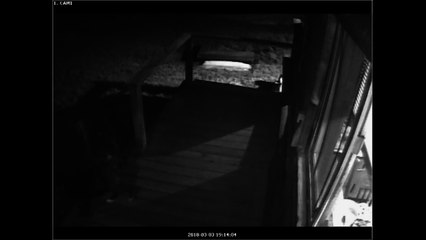 Family Saves Dog from Mountain Lion