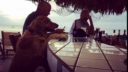 Ce chien fait tope-là avec le barman !!