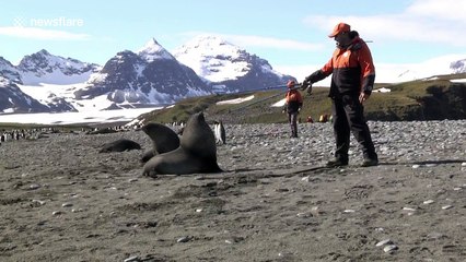 Guide fends off an aggressive male fur seal