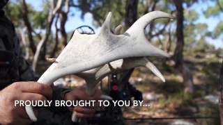 Bowhunting Fallow Deer, Australia - Part 2