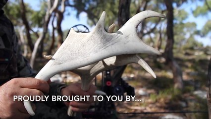 Bowhunting Fallow Deer, Australia - Part 2