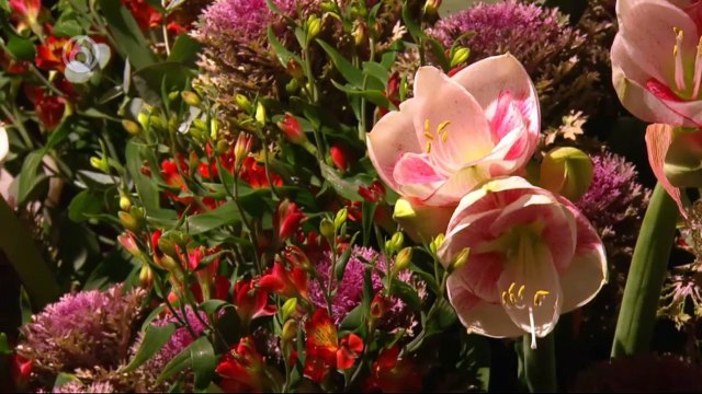 Robs Grote Tuin Verbouwing Bij Avegoor Deel 11 (By SBS 06 & SBS 09 INC. LTD.)