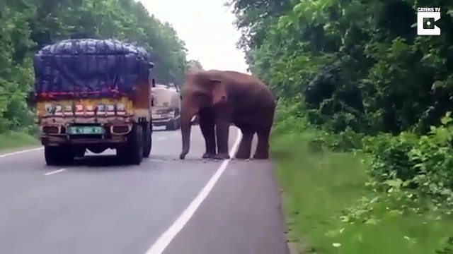 Quand un éléphant stoppe un camion pour voler des patates