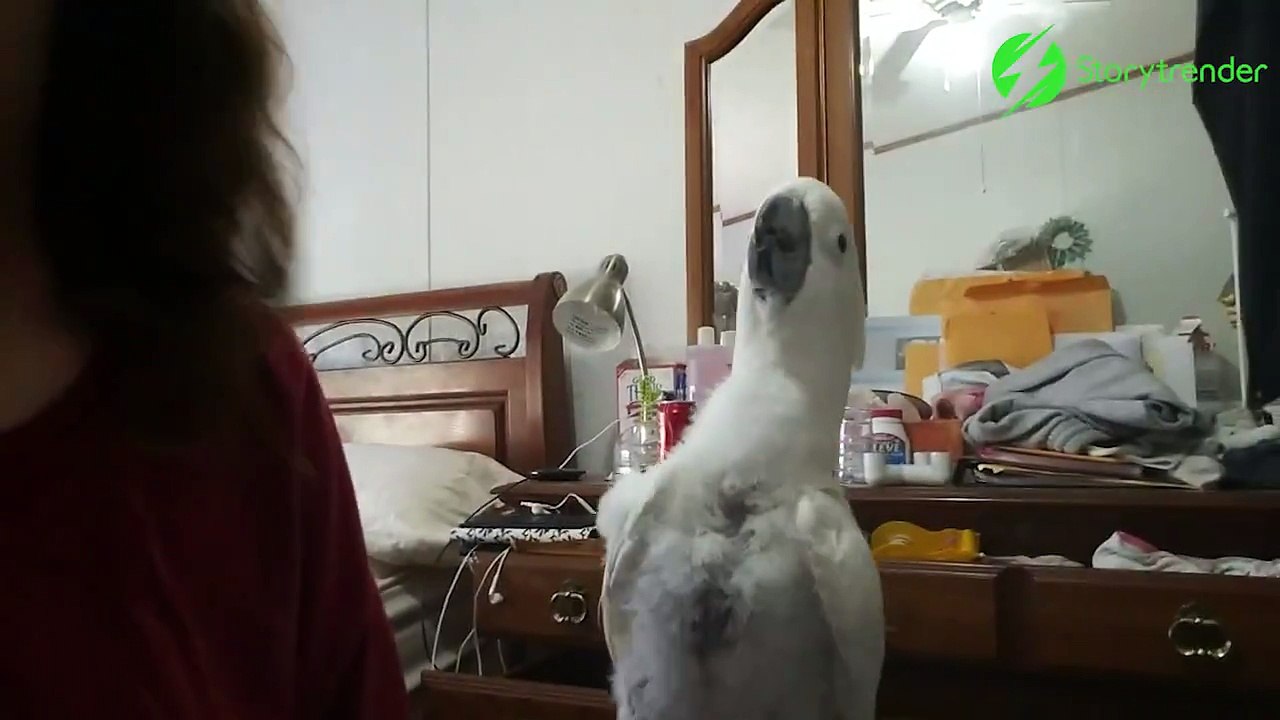 Quand ton perroquet est aussi fou que toi... trop mignon