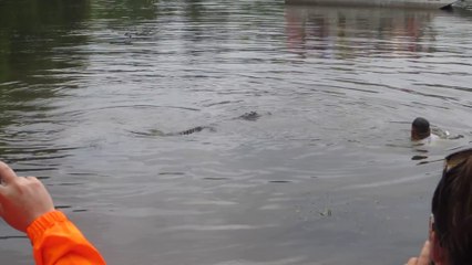 Nager avec les alligators en Louisiane