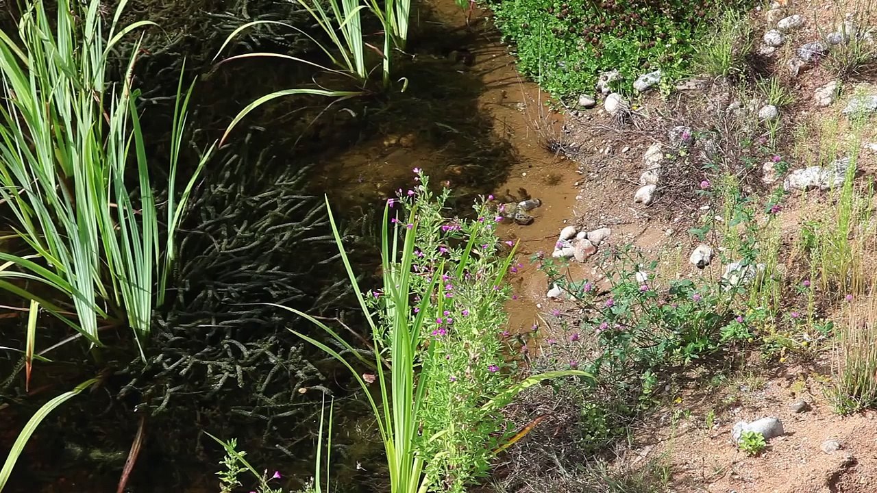 Natural Pools - Organic Pools selfbuild