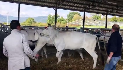 Annesine vuran adama uçan tekme atan buzağı