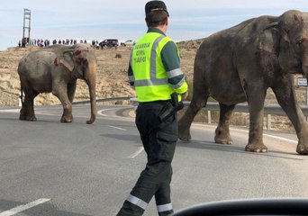 Circus Lorry Overturns on Motorway Near Pozo Cañada, Albacete