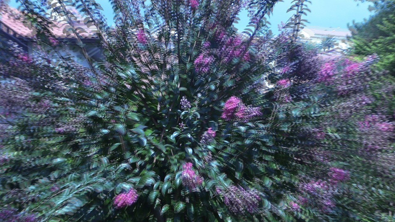 arbuste caduc a fleur rouge