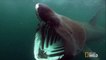 NOAA Sheds Light On Rare Group Sightings Of Basking Sharks Off US Coast