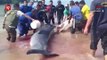 Beached whale makes appearance at Kampung Indarason, Kudat