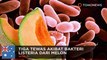 Bakteri listeria ditemukan dalam melon, tewaskan 3 orang di Australia - TomoNews