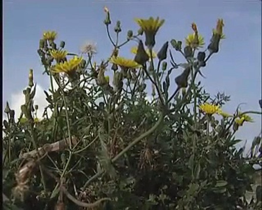 REPORTAGES : Balade sur le sentier littoral