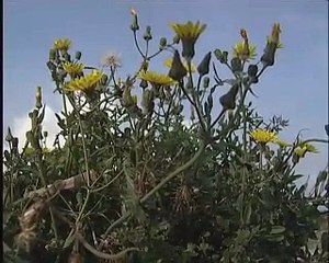 REPORTAGES : Balade sur le sentier littoral