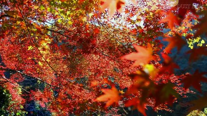【α波-癒しBGM】美しい紅葉と秋虫の音色【睡眠・作業】Relaxing SRelaxing Sleep Music: Deep Relaxing Music, Meditation Music, Sleeping Music
