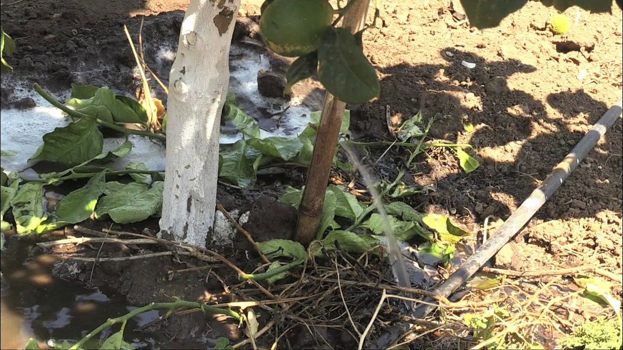 Avocados für Europa trocknen Chile aus