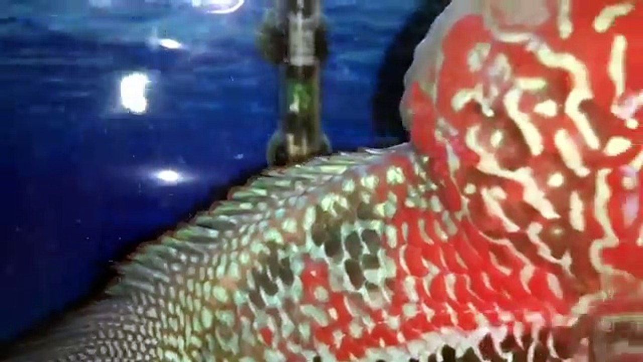 Flowerhorn Tank Setup