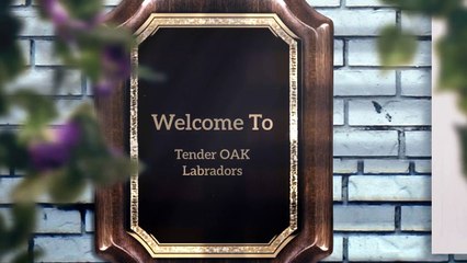 Lovely Labrador Puppies Ready For Sale