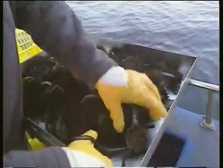 REPORTAGES : Pêche aux oursins et braconnage – 26 01 2007