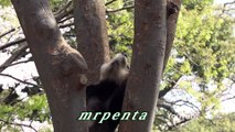 リーリーの木登り　上野動物園　パンダ