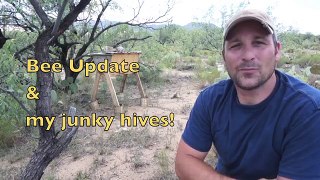 Scrap wood bee hives and a BEE Update!