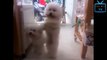 Top Funny Cats And Dogs Dancing To Music Of All Time